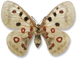 Parnassius apollo - samica - spód