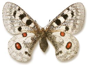 Parnassius apollo - samica