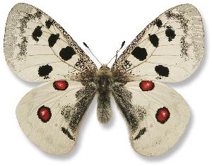 Parnassius apollo - samiec