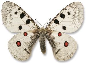 Parnassius apollo - samiec