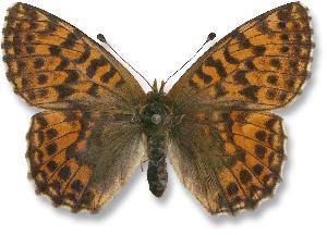 Boloria aquilonaris_samica