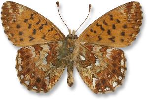 Boloria aquilonaris_samiec_spod