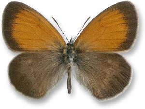 Coenonympha arcania_samiec