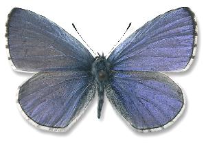 Celastrina argiolus_samiec