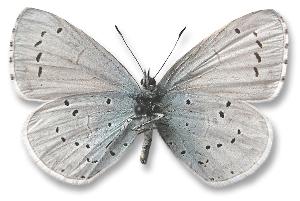 Celastrina argiolus_samiec_spod