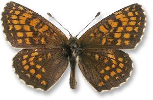 Melitaea athalia - samiec