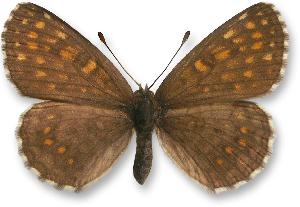 Melitaea aurelia - samica