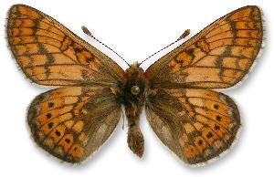 Euphydryas aurinia_forma