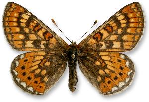 Euphydryas aurinia_samica