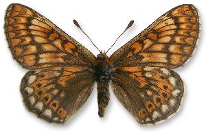 Euphydryas aurinia_samica_forma