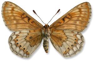 Euphydryas aurinia spód forma