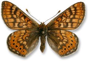 Euphydryas aurinia_samiec