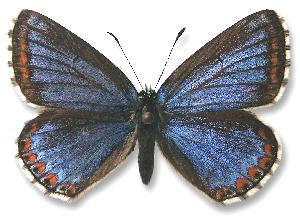 Polyommatus bellargus - samica