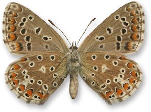 Polyommatus bellargus - samica - spód