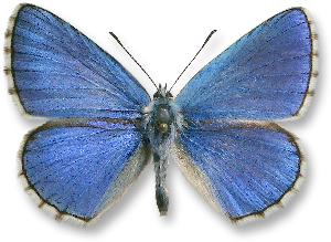 Polyommatus bellargus - samiec