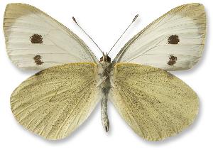 Pieris brassicae - samiec - spód