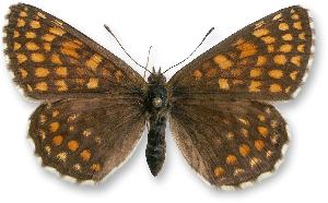 Melitaea britomartis - samica