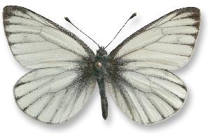 Pieris bryoniae - samiec