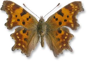 Polygonia - samiec