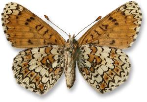 Melitaea cinxia - samica - spód