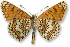 Melitaea cinxia - samiec - spód