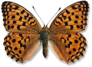 Argynnis adippe samica