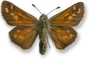 Hesperia comma - samica