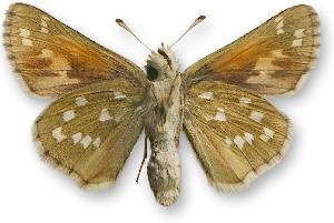 Hesperia comma - samica - spód