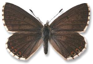 Polyommatus coridon - samica