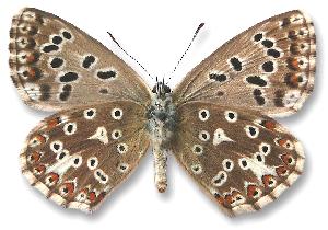 Polyommatus coridon - samica - spód