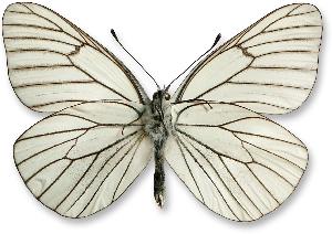 Aporia crataegi_samiec_spod