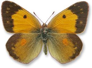 Colias croceus_samica