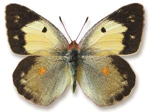 Colias croceus_samica_forma