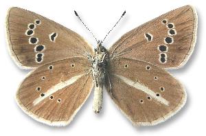 Polyommatus damon - samica - spód