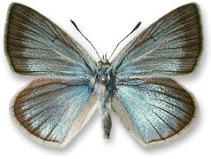 Polyommatus damon_samiec