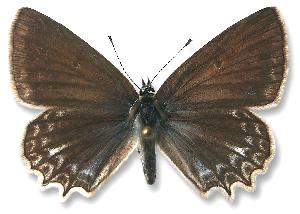 Polyommatus daphnis_samica