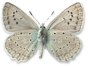 Polyommatus daphnis - samiec - spód