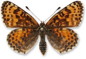 Melitaea didyma - samica