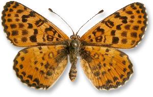 Melitaea didyma - samica