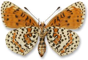 Melitaea didyma - samica - spód