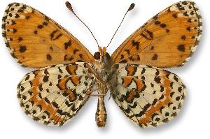 Melitaea didyma - samiec - spód