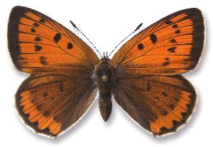 Lycaena dispar - samica