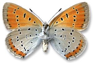 Lycaena dispar - samica - spód