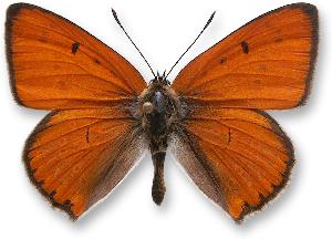 Lycaena dispar - samiec