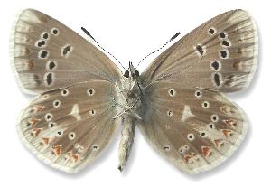 Polyommatus dorylas - samiec - spód