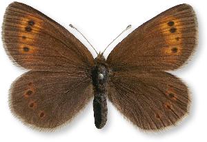 Erebia epiphron_samica