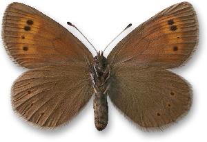 Erebia epiphron_samica_spod