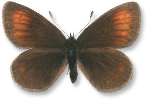 Erebia epiphron_samiec forma 