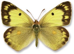 Colias erate_samica