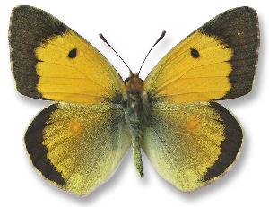 Colias erate_samiec_forma